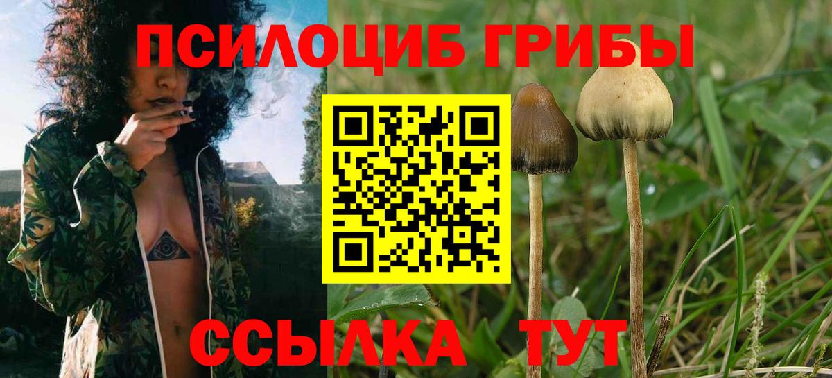 Галлюциногенные грибы Psilocybe  Вход с VPN  Узловая 